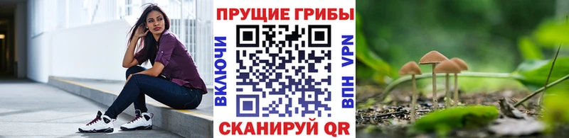 Псилоцибиновые грибы Psilocybe Купить где Закаменск